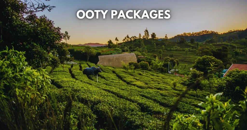Ooty Packages